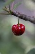 lonely cherry