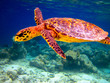 Hawksbill Turtle swiming like flying