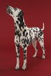 dalmatian dog