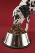 Dalmatian Dog Eating from Dog Bowl