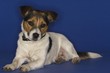 Jack Russell Terrier