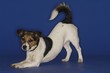 Jack Russell Terrier