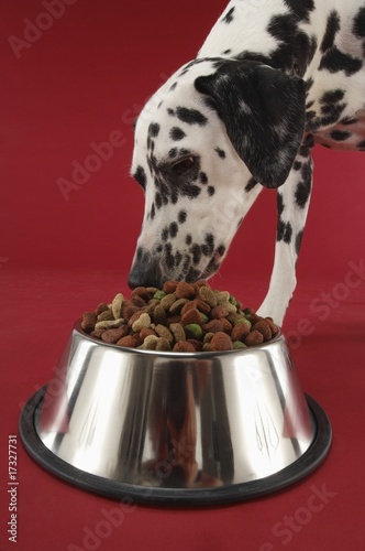 Photo: Dalmatian Dog Eating from Dog Bowl Dalmatian Dog Eating from Dog Bowl