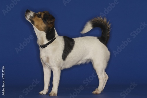 Photo: Jack Russell Terrier Jack Russell Terrier