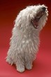 komondor dog