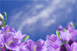 campanulas
