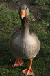 The sly rogue in London park