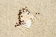 Pile of matches