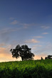 Photo: Vineyard at sunset Vineyard at sunset