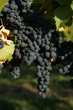 Raisin et grappe