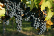 Soleil et grappes