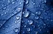 beautiful leaf with drops