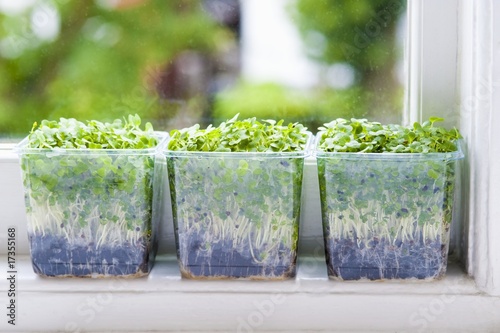 Photo: Salad cress Salad cress