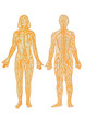 Photo en ligne au meilleur prix syst�me nerveux et lymphatique
