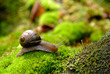(Helix pomatia) edible snail macro