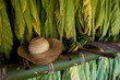 Tabak-Anbau in Paraguay Tabak-Anbau in Paraguay