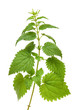green nettle plant green nettle plant