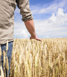Foto: Hand and wheat Hand and wheat