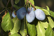 Autumn plums Autumn plums