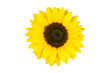 Sonnenblume