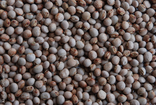 Photo: Feijão / Bean Feijão / Bean