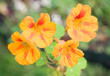 Nasturtium