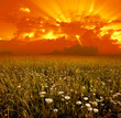 flowers on background of sunset