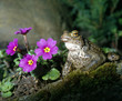 Kroete_115051