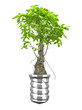tree bulb
