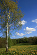 springtime 2008