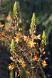 Bulbine frutescens