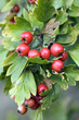 Weissdornbeeren