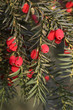 Blätter und Früchte der Europäischen Eibe (Taxus baccata)