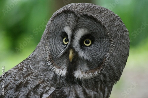 Photo: Great Grey Owl Great Grey Owl