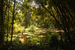 Nature Pond