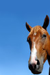 Animal Close up