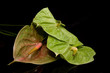 Anthurium