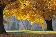 Forêt d'automne