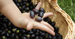 Foto: Un cesto di olive Un cesto di olive