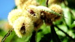Chestnut