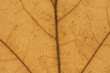 Leaf texture close up