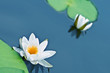 lily