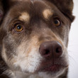 Handsome Husky Lab Mixed Breed