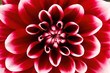 Dahlia as background