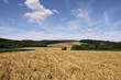 summer fields I