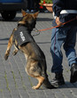 cane anti terrorismo cane anti terrorismo