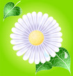 Vektor: Green backgrond with white camomile Green backgrond with white camomile