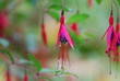 Fuchsienbluete