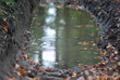 Pfütze im Wald
