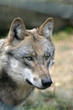 0910082 - Europäischer Wolf